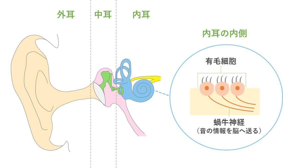 内耳の拡大図