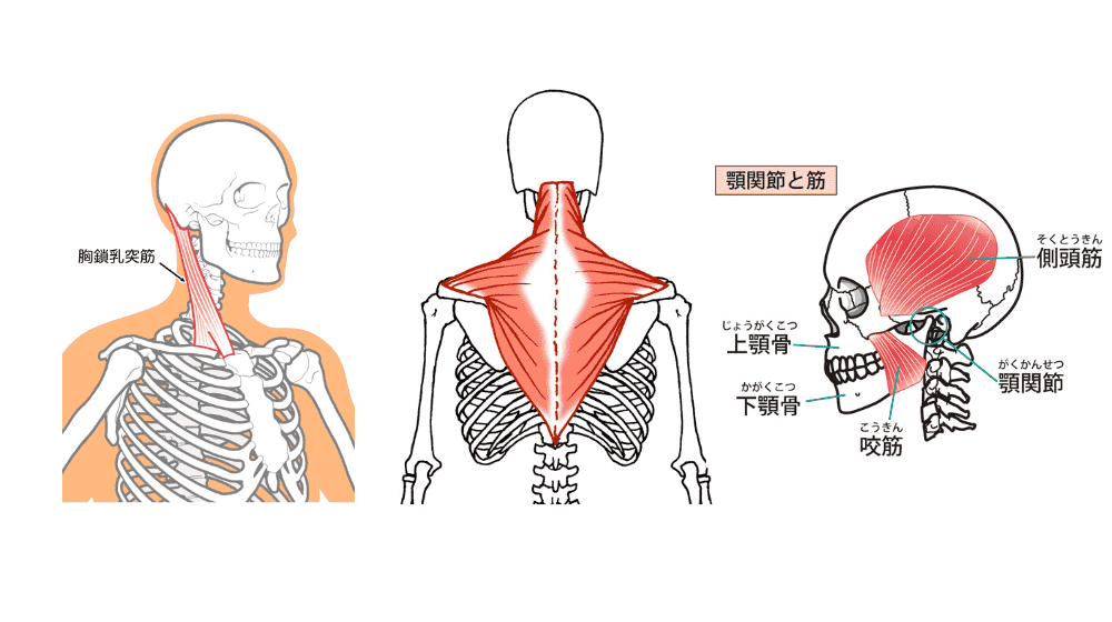 首や顎など耳周りの筋肉図
