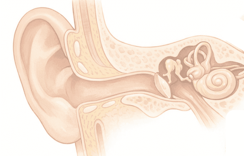耳の外耳・中耳・内耳の構造を示した断面イラスト